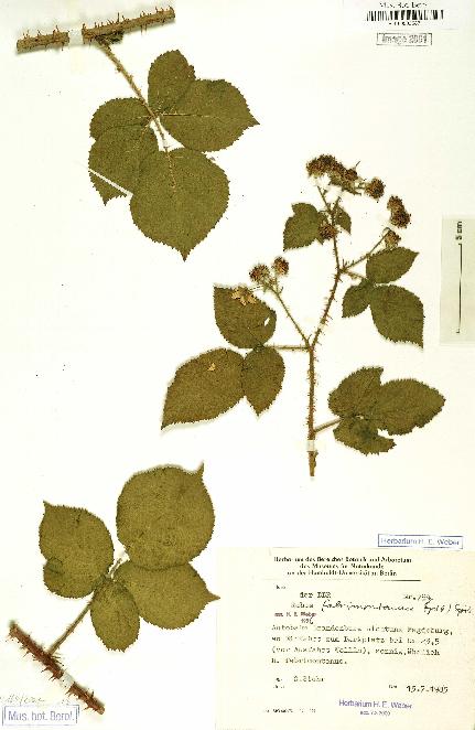 spécimen de Rubus fabrimontanus